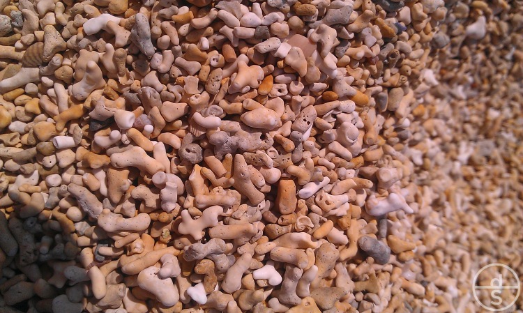 Bits of Coral and Shells