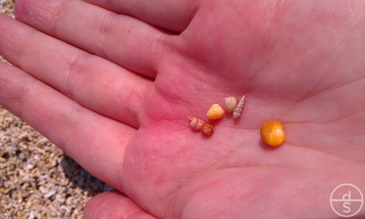 Beautiful Tiny Shells